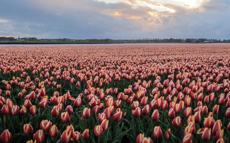 Bollenveld Valthermond