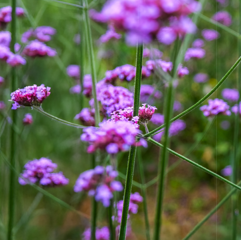 Handleiding voor gemeenten tegen pesticidegebruik