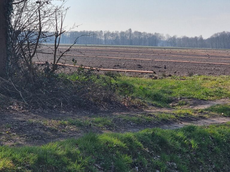 Waar in Drenthe, Friesland en Overijssel is dit jaar sierteelt? 
